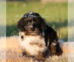 Small #4 Poodle (Miniature)