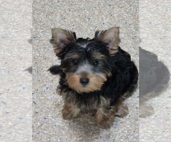 Medium Photo #2 Mutt Puppy For Sale in Spring, TX, USA
