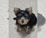 Small #1 Mutt