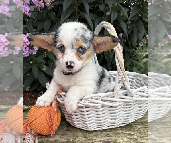 Medium Photo #3 Pembroke Welsh Corgi Puppy For Sale in MIDDLEBURY, IN, USA