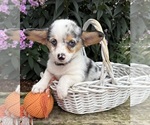 Small #2 Pembroke Welsh Corgi