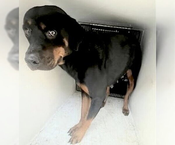 Medium Photo #1 Rottweiler Puppy For Sale in Houston, TX, USA