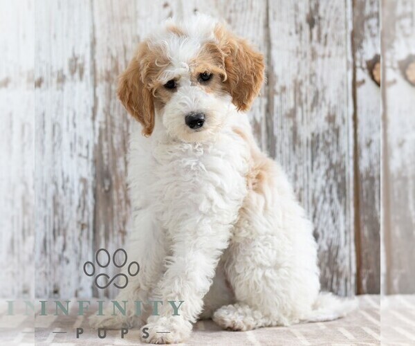 Medium Photo #3 Goldendoodle (Miniature) Puppy For Sale in SUNBURY, PA, USA
