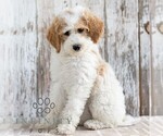 Small #2 Goldendoodle (Miniature)