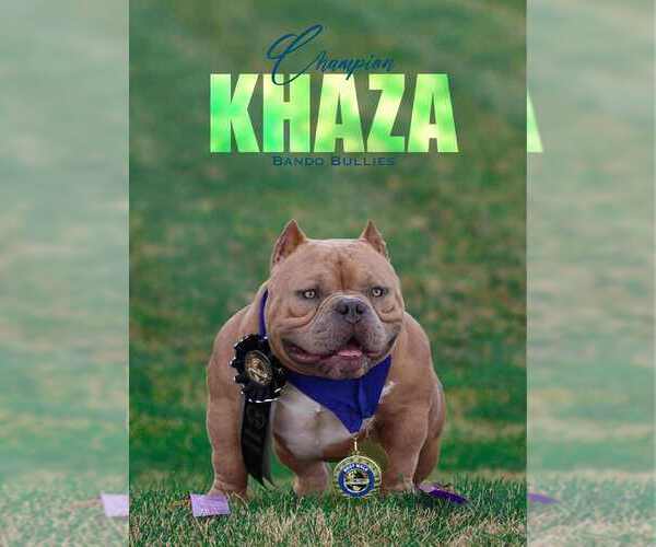 Medium Photo #1 American Bully Puppy For Sale in URBANA, OH, USA