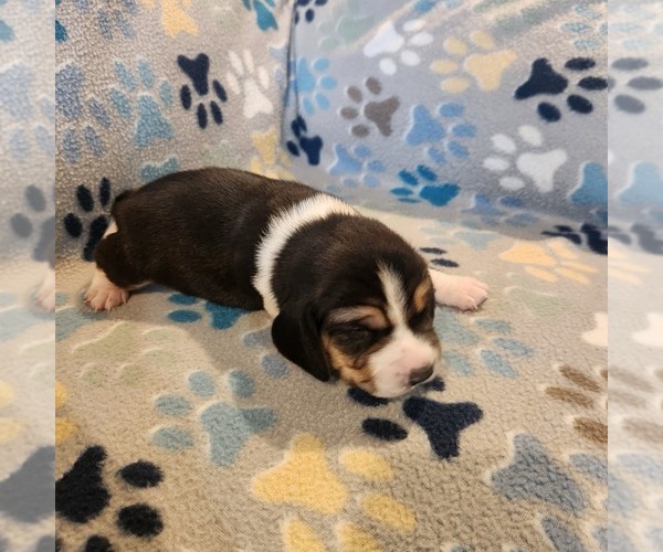 Medium Photo #1 Beagle Puppy For Sale in MINERAL POINT, WI, USA