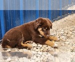 Small Photo #3 Australian Shepherd Puppy For Sale in FLORESVILLE, TX, USA