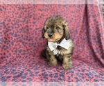 Small #8 Aussiedoodle Miniature 