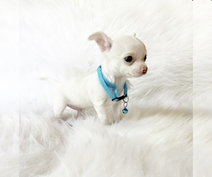 Chihuahua Puppy for sale in SACRAMENTO, CA, USA