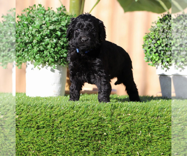 Medium Photo #8 Goldendoodle Puppy For Sale in VICTORVILLE, CA, USA