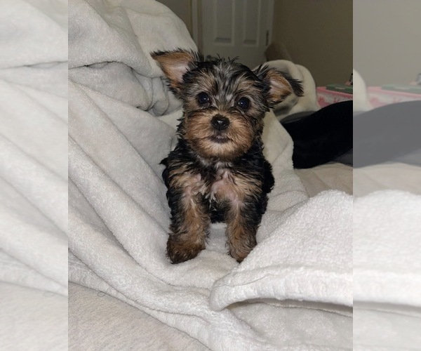 Medium Photo #1 Biewer Yorkie Puppy For Sale in SAINT LOUIS, MO, USA