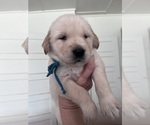 Small #4 Golden Retriever
