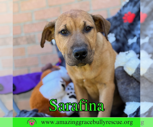 Medium Photo #7 Bulldog-Labrador Retriever Mix Puppy For Sale in Pensacola, FL, USA