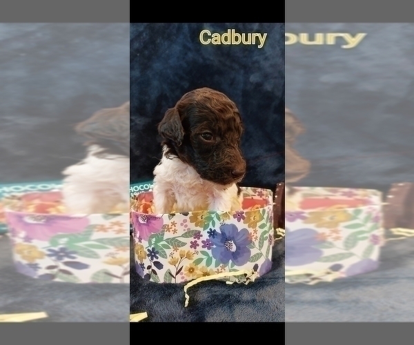 Medium Photo #19 Poodle (Standard) Puppy For Sale in RISING SUN, MD, USA