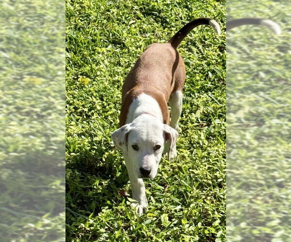 Medium Photo #1 Mutt Puppy For Sale in Royal Palm Beach, FL, USA