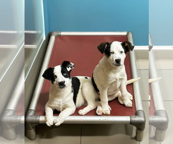 Medium Photo #2 Mutt Puppy For Sale in Unionville, PA, USA