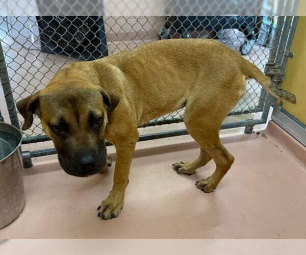 Medium Photo #2 Mastiff-Unknown Mix Puppy For Sale in New York, NY, USA