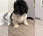Small Photo #7 Poodle (Standard) Puppy For Sale in LEESBURG, GA, USA