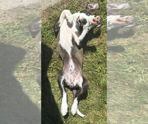 Katana - Female Labrador Retriever-Unknown Mix Dog for Adoption - Photo #4