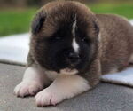 Puppy Scout Akita