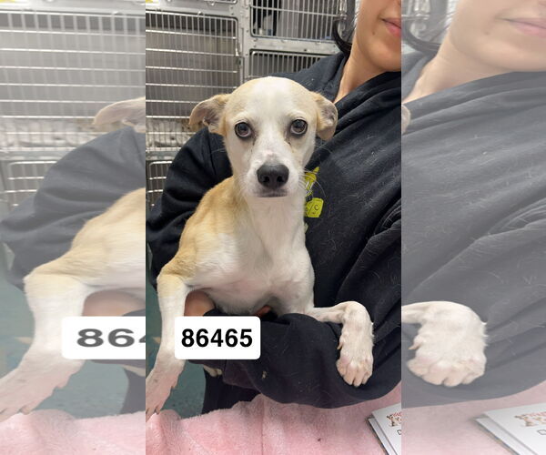 Medium Photo #2 Mutt Puppy For Sale in Chico, CA, USA