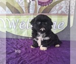 Small #1 Shih Tzu