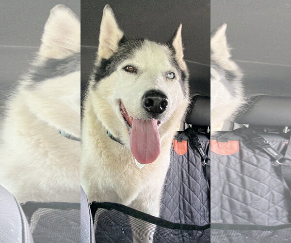 Medium Photo #8 Siberian Husky Puppy For Sale in Cedar Crest, NM, USA