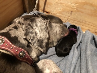 Great Dane Puppy for sale in WARRENSBURG, MO, USA