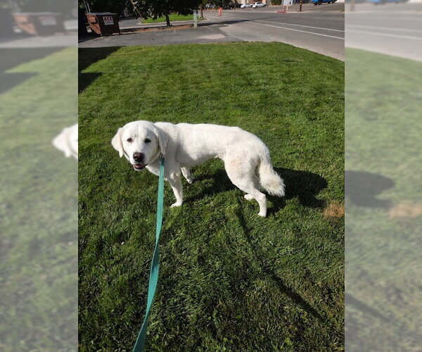Medium Photo #3 Great Pyrenees Puppy For Sale in MIDWAY, UT, USA