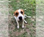 Small #3 Jack Russell Terrier-Staffordshire Bull Terrier Mix