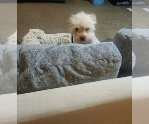 Pixie - Female Maltese-Unknown Mix Dog for Adoption - Photo #4