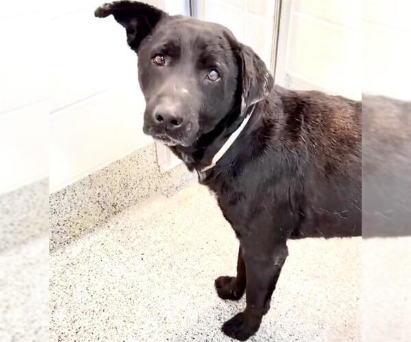 Medium Photo #3 Labrador Retriever Puppy For Sale in Houston, TX, USA