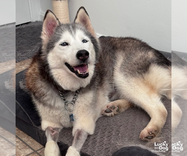 Medium Photo #6 Siberian Husky-Unknown Mix Puppy For Sale in Washington, DC, USA