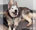 Small #5 Siberian Husky Mix
