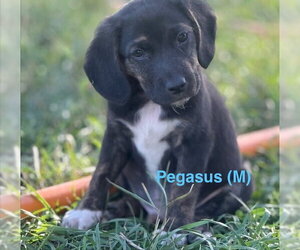 Border Collie-Unknown Mix Dogs for adoption in Tabernash, CO, USA