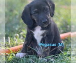 Small Border Collie Mix