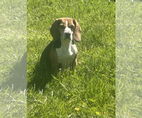 Medium Photo #2 Beagle Puppy For Sale in Mouth Of Wilson, VA, USA