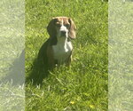 Small #1 Beagle