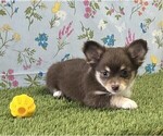 Small #17 Chihuahua