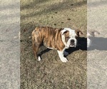Small English Bulldog