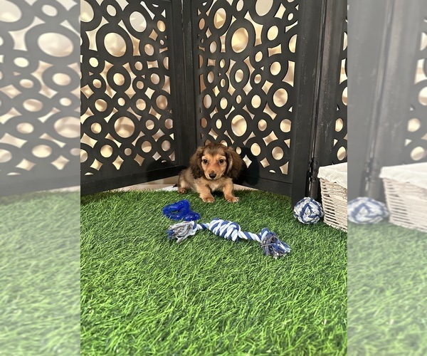 Medium Photo #2 Dachshund Puppy For Sale in MOUNT VERNON, OH, USA