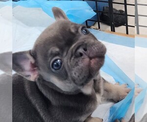 French Bulldog Puppy for sale in APPLE VALLEY, CA, USA