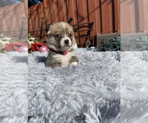 Pembroke Welsh Corgi Puppy for sale in OAKLEY, CA, USA