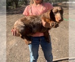 Small Photo #54 Dachshund Puppy For Sale in HONDO, TX, USA