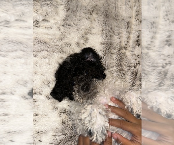 Full screen Photo #3 Maltipoo Puppy For Sale in RICHMOND, CA, USA