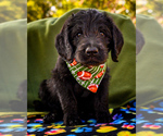 Puppy green Barry Labradoodle