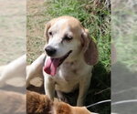 Small #2 Beagle
