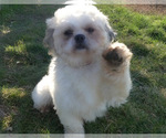 Small Photo #1 Shorgi Puppy For Sale in FAIRBANK, IA, USA
