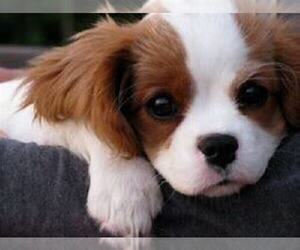 Cavalier King Charles Spaniel Puppy for sale in CHICAGO, IL, USA