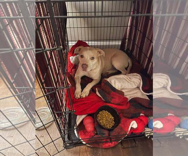 Medium Photo #3 Mutt Puppy For Sale in Sheboygan, WI, USA